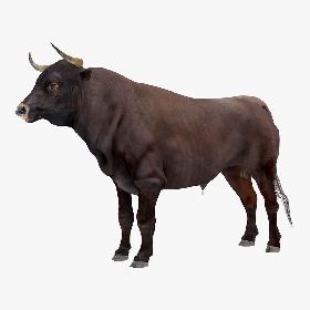 3D Bull Rigged model